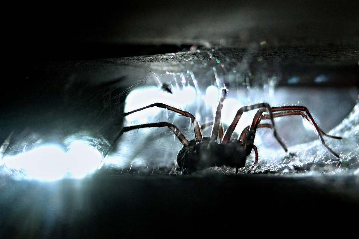 Mental Health 101 Understanding Arachnophobia Insurdinary